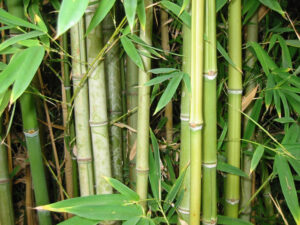 Bamboo forest close-up