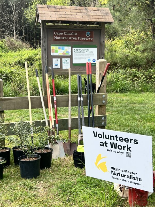 Planting Natives at Cape Charles Natural Area Preserve